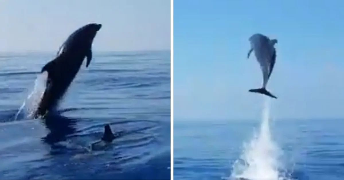Image result for Mother Dolphin â€˜Jumps For Joyâ€™ As Fishermen Release Her Baby From Net