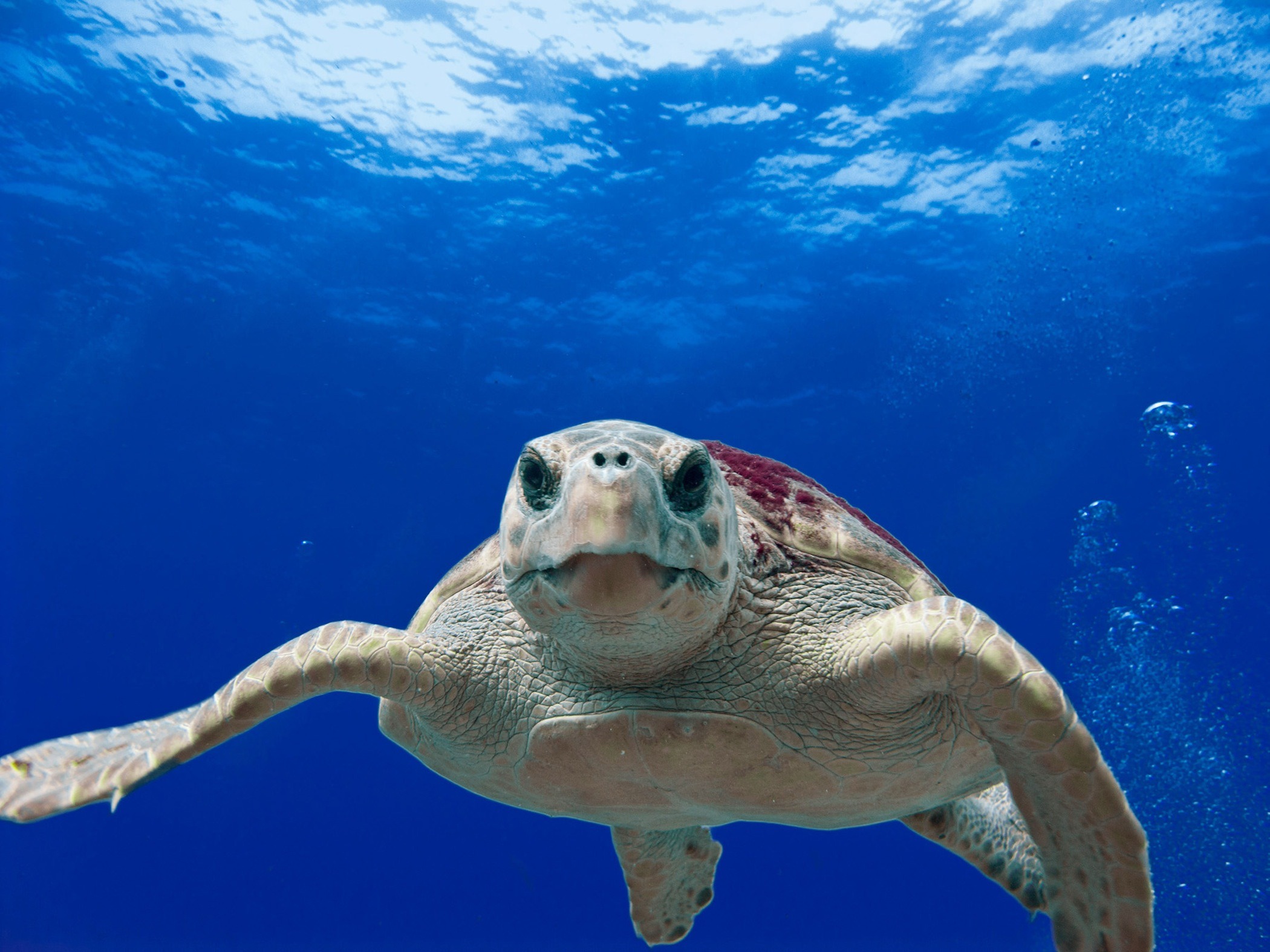 A turtle swimming in the sea
