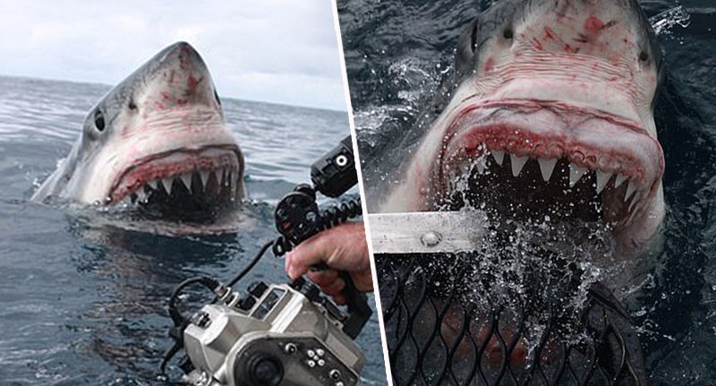 Great White Shark lunges from ocean