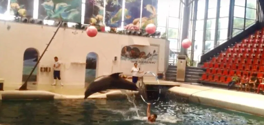 Baby Dolphin 'Dies Mid Performance' At Water Park After Being 'Overworked'