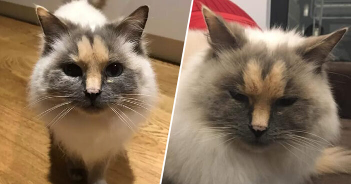 Cat With 'Penis' On Its Face Looking For Forever Home dickhead