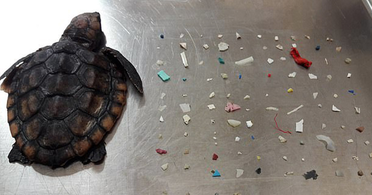 Tiny Turtle Found Dead With 104 Plastic Pieces In Its Intestines